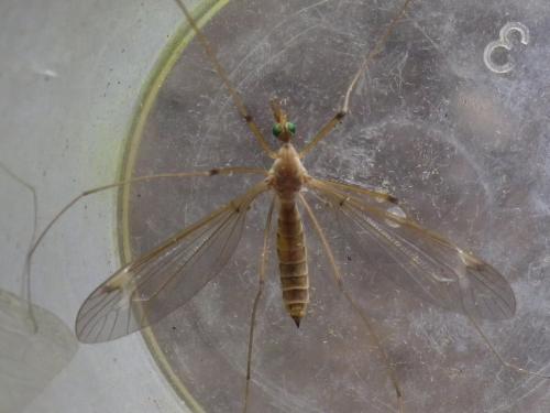 Tipula helvola